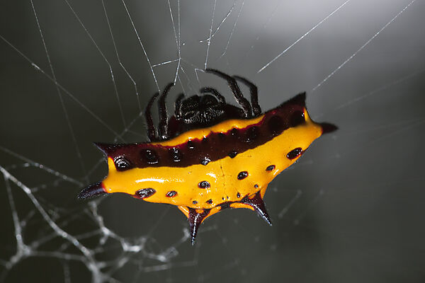Tropische Spinne im Baliem Tal