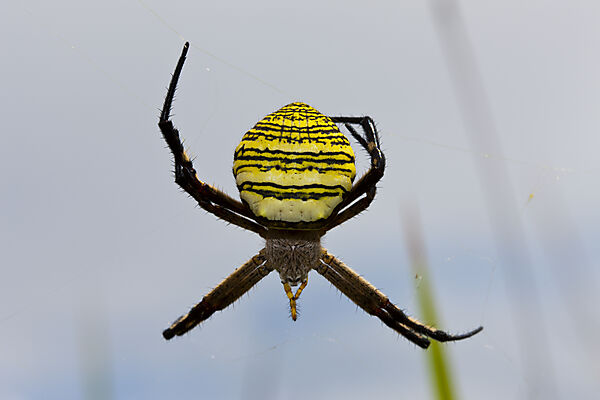 Tropische Spinne im Baliem Tal