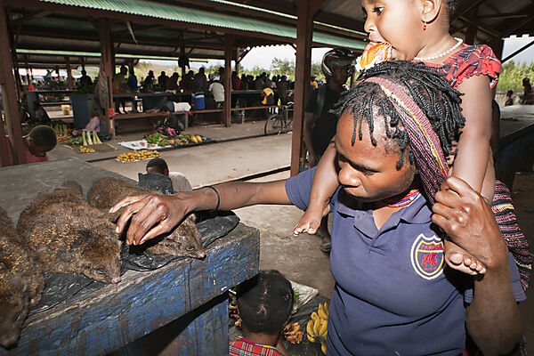Cuscus Marsupial at Market of Wamena