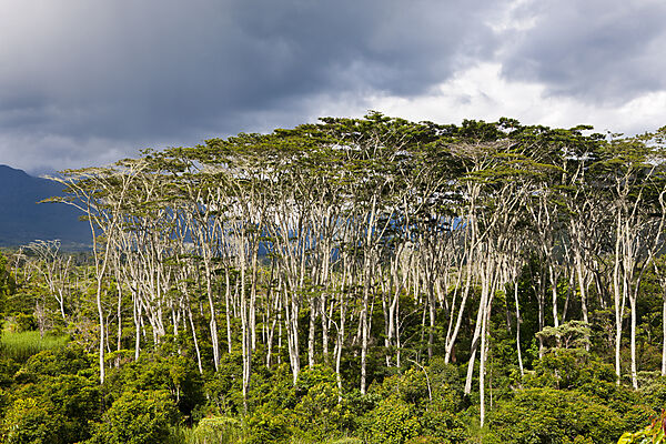 Impressions of Baliem Valley