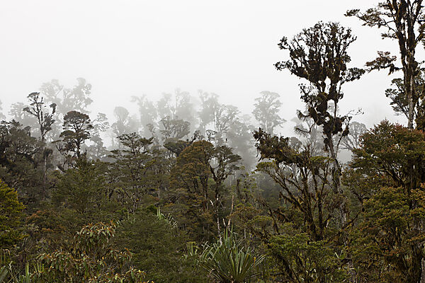 Cloud Forest Pass-Valley