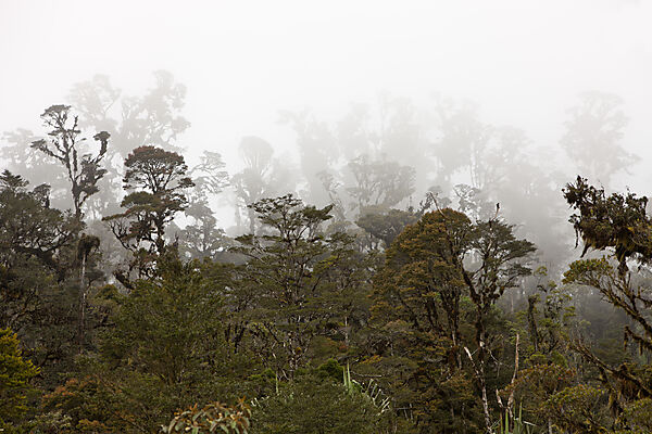 Cloud Forest Pass-Valley