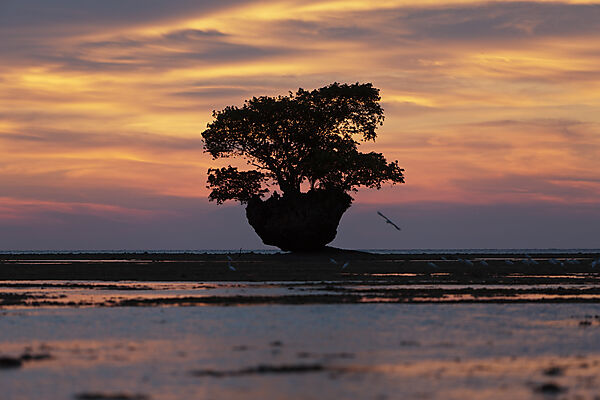 Sunset at Cenderawasih Bay