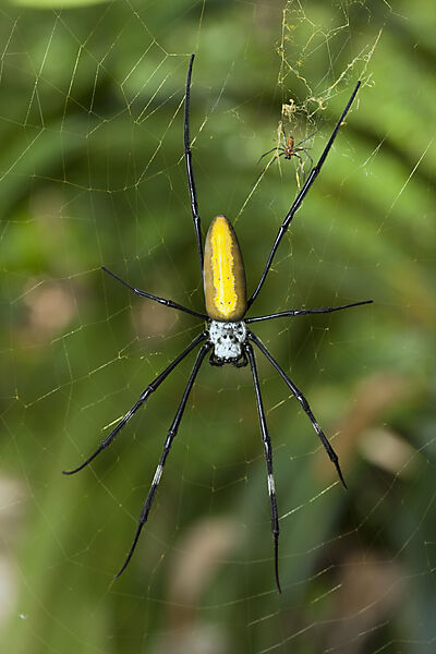 Spider on Ahe Island