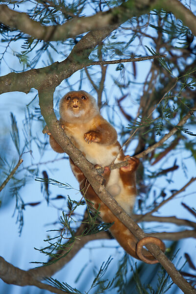 Common Spotted Cuscus in Tree