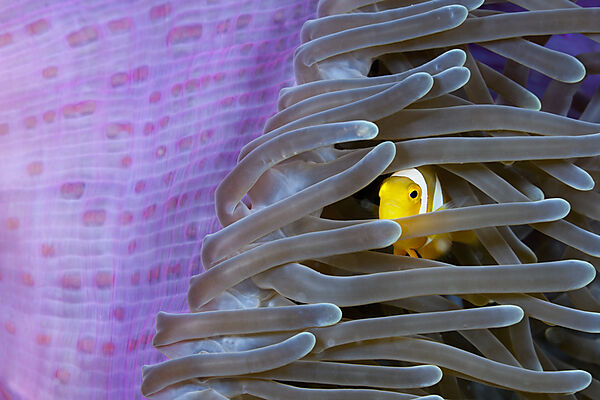 Juveniler Clarks Anemonenfisch versteckt sich in Anemone