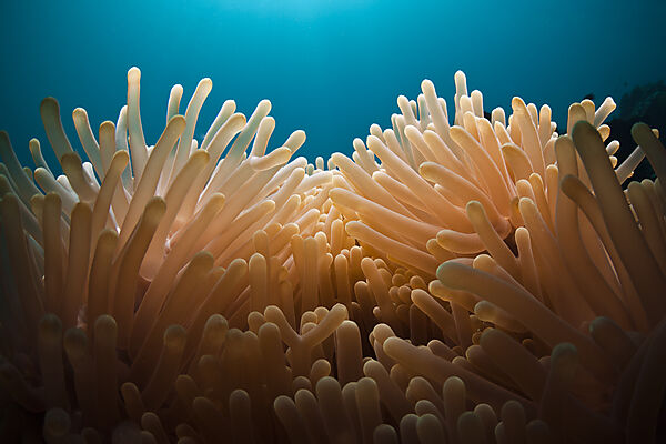 Tentakel eine Seeanemone