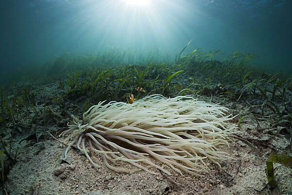 Leather Sea Anemone with Clarks Anemonefish in Seagrass Meadows