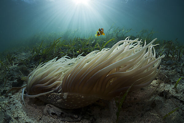 Leather Sea Anemone with Clarks Anemonefish in Seagrass Meadows