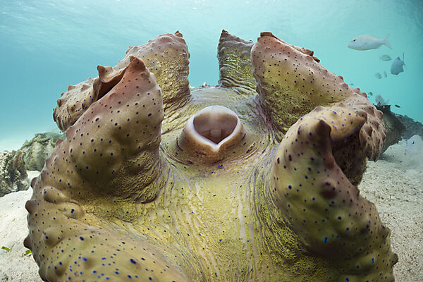 Grosse Moerdermuscheln