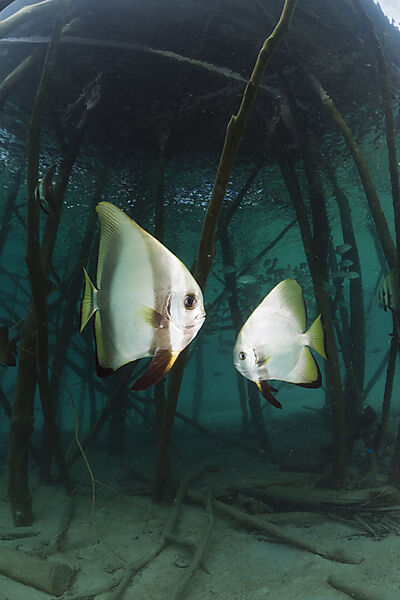 Fledermausfische unter Steg