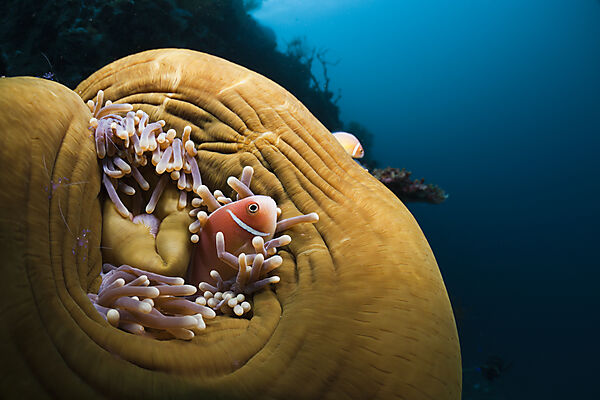 Pink Anemonefish in Magnificent Sea Anemone