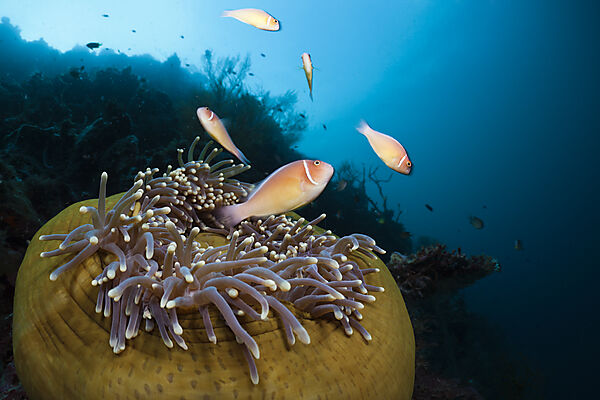 Pink Anemonefish in Magnificent Sea Anemone