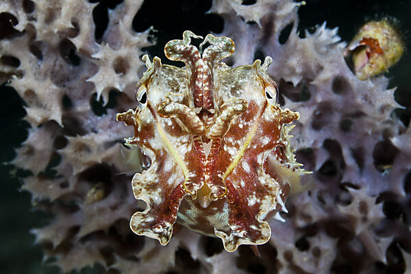 Cuttlefish in defending attitude