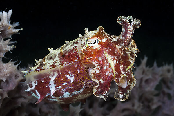 Cuttlefish in defending attitude