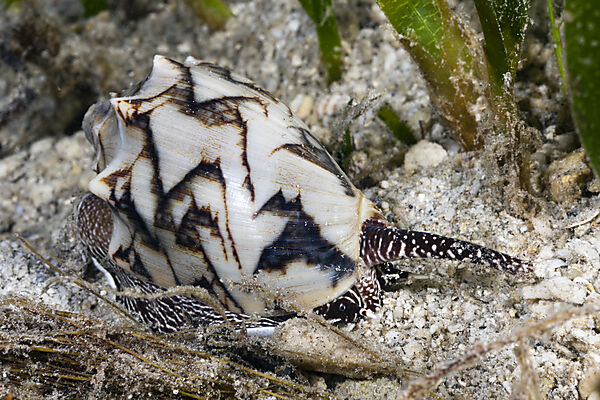 Bat Volute predatory Sea Snail