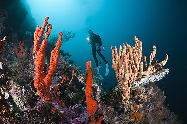 Scuba Diver over Coral Reef