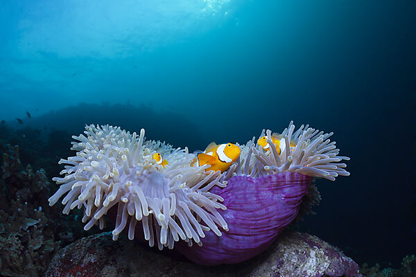 Clown Anemonefish in Magnificent Sea Anemone