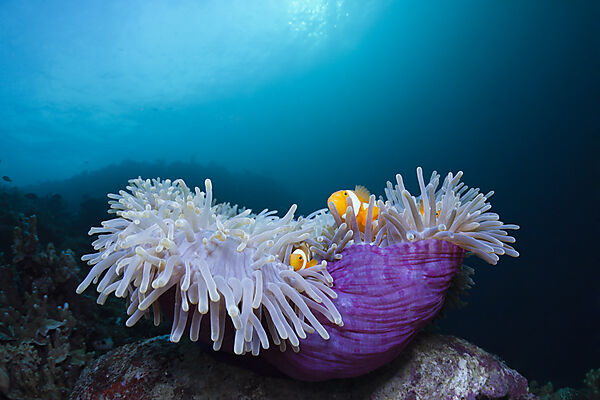 Clown Anemonefish in Magnificent Sea Anemone