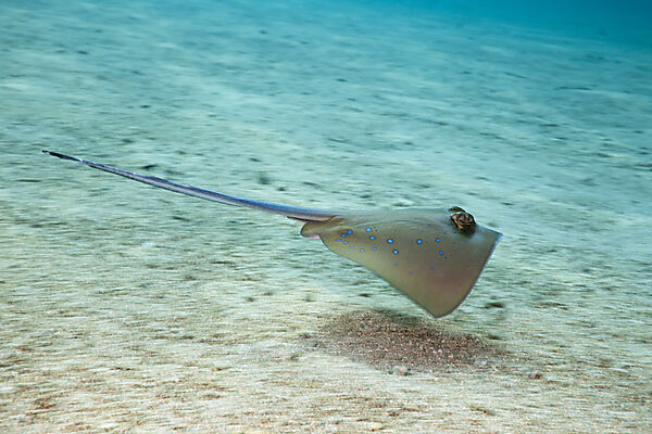 Bluespotted Stingray