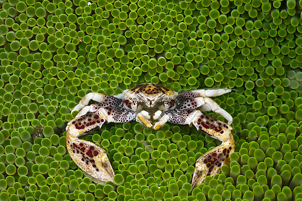 Porcelain Crab in Sea Anemone