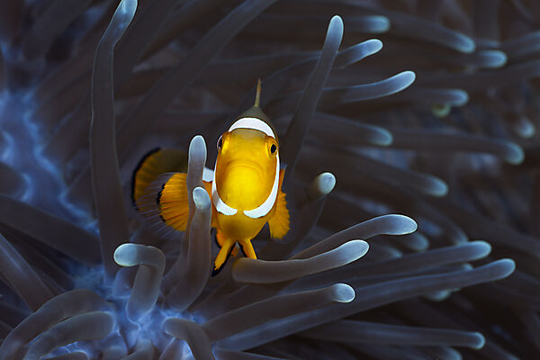 Clown Anemonefish in Magnificent Sea Anemone