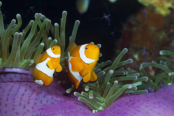 Clown Anemonefish in Magnificent Sea Anemone