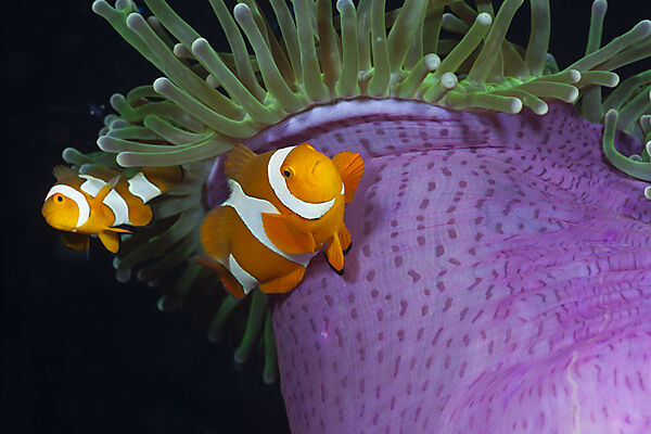 Clown Anemonefish in Magnificent Sea Anemone