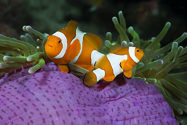 Clown Anemonefish in Magnificent Sea Anemone