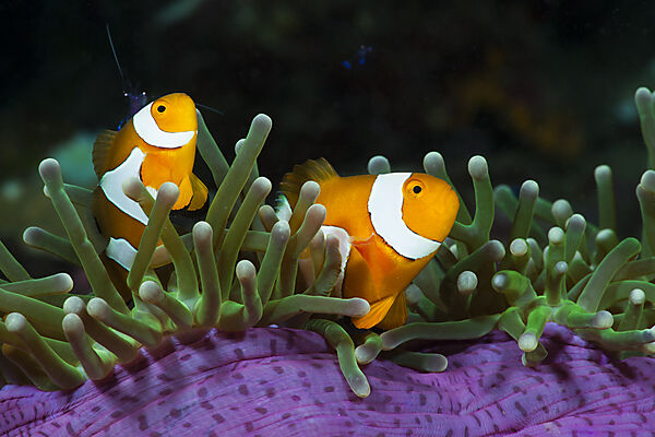 Clown Anemonefish in Magnificent Sea Anemone