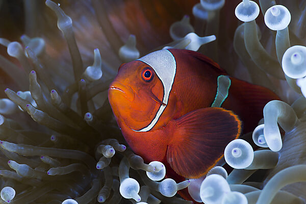 Spinecheek Clownfish in white Bubble Tip Sea Anemone