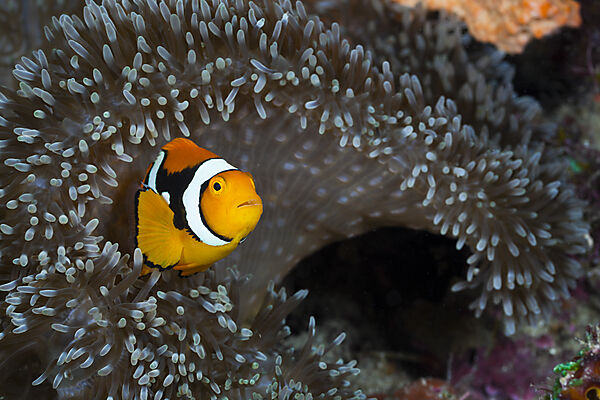 Clown Anemonefish in Sea Anemone