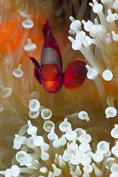 Spinecheek Clownfish in white Bubble Tip Sea Anemone