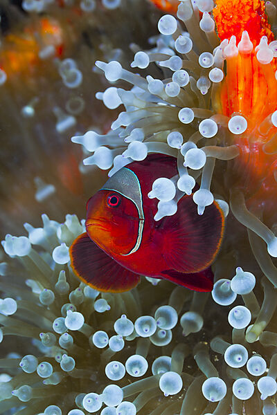 Stachel-Anemonenfisch in weisser Blasen-Anemone
