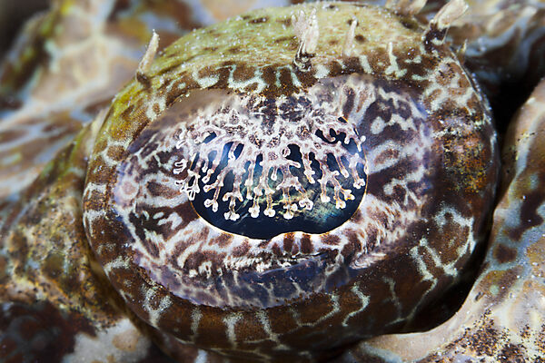 Eye of Beauforts Crocodilefish