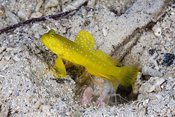 Yellow Prawn Goby in symbiotic with Snapping Shrimp