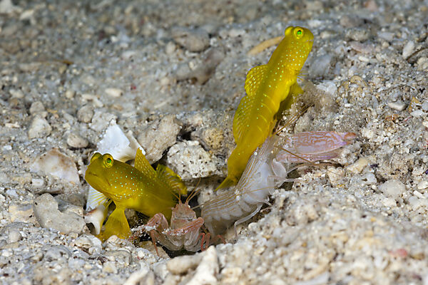 Yellow Prawn Goby in symbiotic with Snapping Shrimp