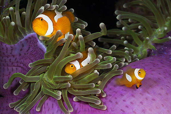 Orange-Ringel-Anemonenfische in Prachtanemone