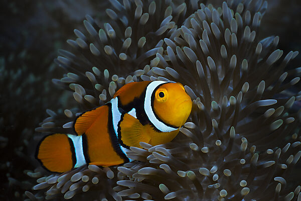 Clown Anemonenfisch in Seeanemone