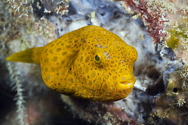 Juveniler Riesen-Kugelfisch
