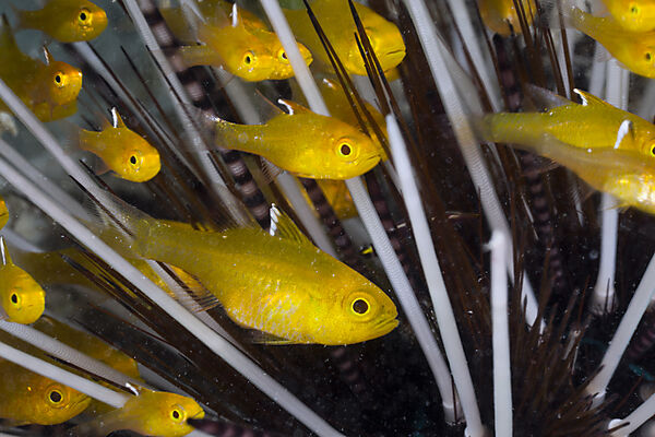 Flagfin Cardinalfish seeks protection in poisonous sea urchin