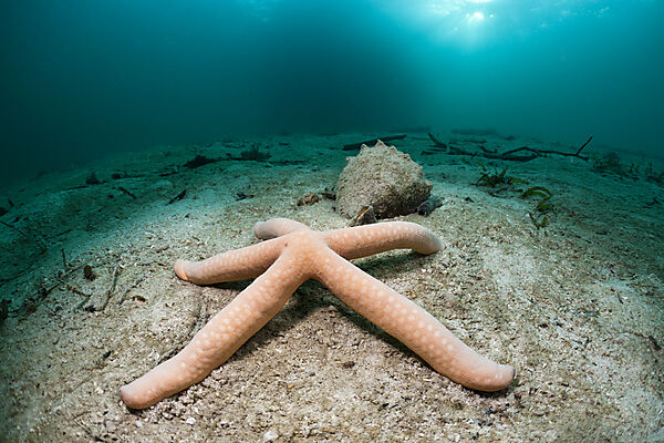 Starfish on Sand