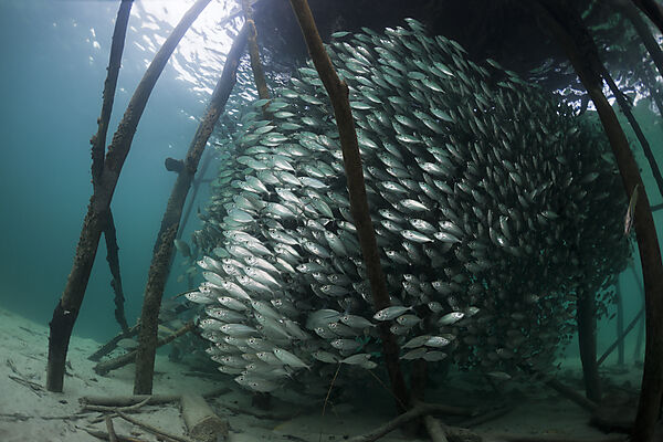 Shoal of Yellowstripe Scad in Lagoon of Ahe Island