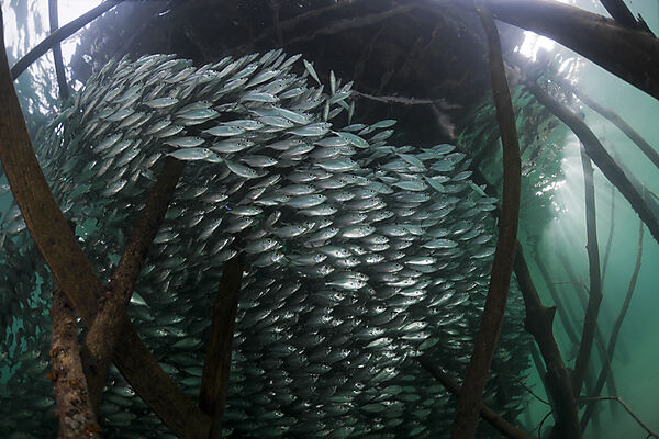 Shoal of Yellowstripe Scad in Lagoon of Ahe Island