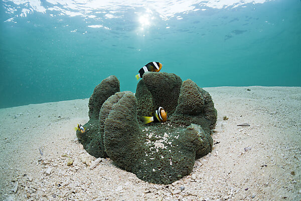 Clarks Anemonenfische in Lagune