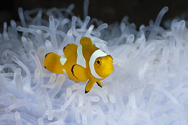 Juveniler Orange-Ringel-Anemonenfisch weisser Anemone
