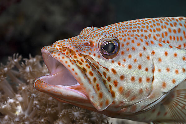 Grouper open Mouth