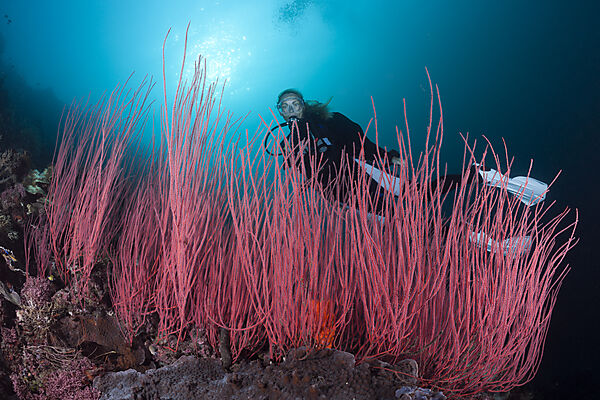 Scuba Diver and Whip corals