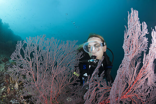 Scuba diver and Seafan