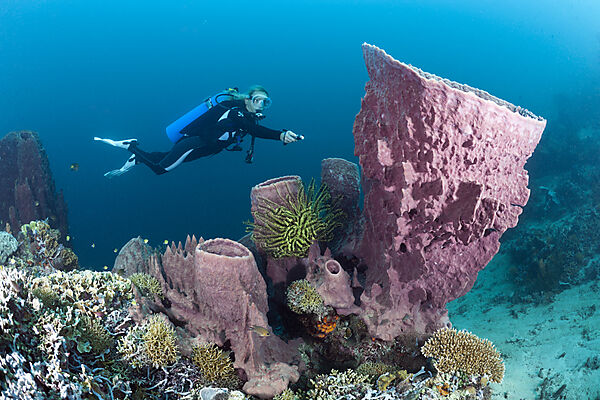 Scuba Diver and Barrel Sponge